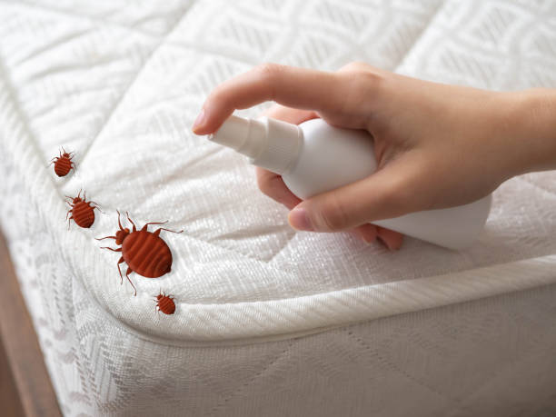 Trusted Grants, NM Pest Control Experts